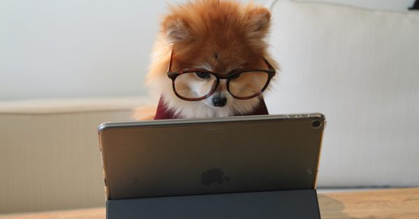 cookie-the-pom-gySMaocSdqs-unsplash cookie-the-pom-gySMaocSdqs-unsplash